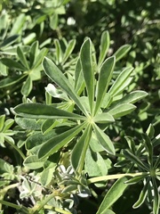 Lupinus longifolius