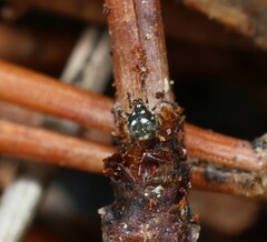 Microdipoena guttata