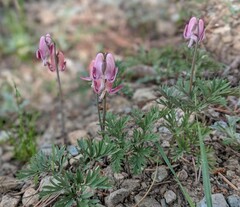 Dicentra pauciflora