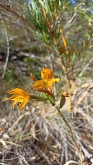 Chloraea nudilabia