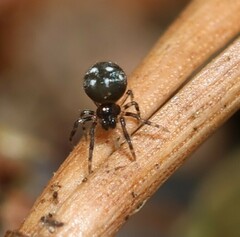 Microdipoena guttata