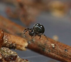 Microdipoena guttata