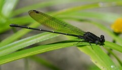 Argia tezpi