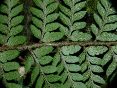 Polystichum oculatum