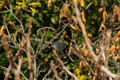 Phoenicurus ochruros