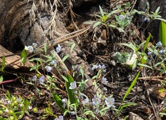 Phacelia pringlei
