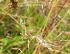 Conocephalus bilineatus