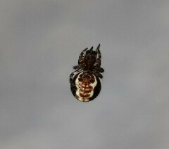 Microdipoena guttata