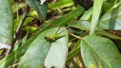 Chloropseustes