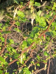 Ribes californicum