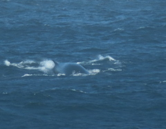 Balaenoptera physalus