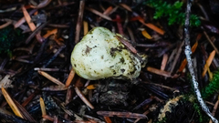 Truncocolumella citrina