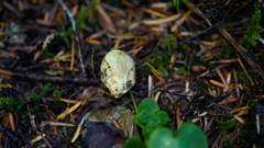 Truncocolumella citrina