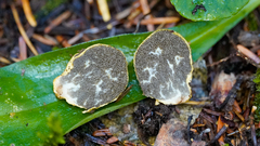 Truncocolumella citrina