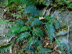 Polystichum oculatum
