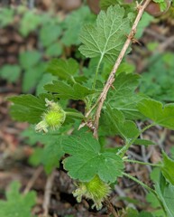 Ribes binominatum