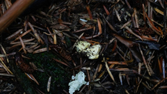 Truncocolumella citrina