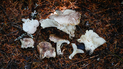Albatrellus