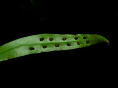 Loxogramme dictyopteris