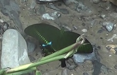 Papilio paris