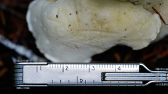 Albatrellus