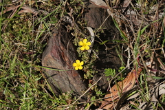 Oxalidaceae