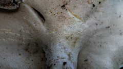 Albatrellus
