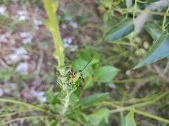 Zoniopoda tarsata