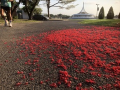 Barringtonia acutangula