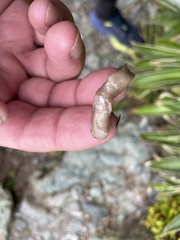 Newzealandia