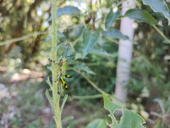 Zoniopoda tarsata