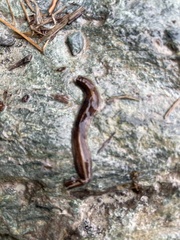 Newzealandia