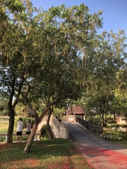 Barringtonia acutangula