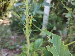 Zoniopoda tarsata