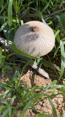 Macrolepiota capelariae