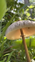 Macrolepiota capelariae