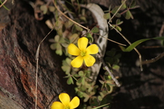 Oxalidaceae