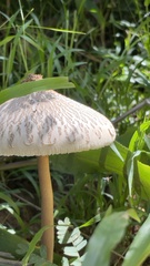 Macrolepiota capelariae