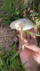 Macrolepiota capelariae