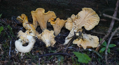 Cantharellus formosus