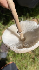 Macrolepiota capelariae