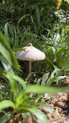Macrolepiota capelariae