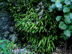 Loxogramme dictyopteris