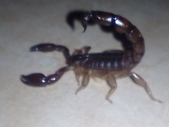 Bothriurus bonariensis
