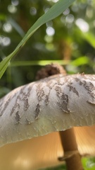 Macrolepiota capelariae