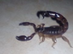 Bothriurus bonariensis