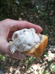 Theobroma cacao