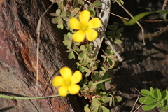 Oxalidaceae