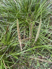 Carex uncinata