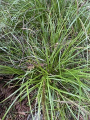 Carex uncinata